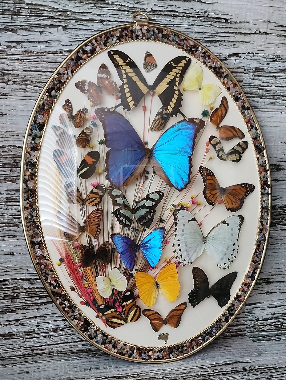 Braxilian Butterfly Display
